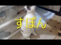しろちゃ　カーテンが　好き　#うさぎ #カーテンが好き #rex #rabbits