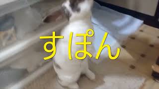 しろちゃ　カーテンが　好き　#うさぎ #カーテンが好き #rex #rabbits