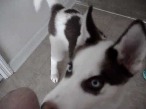The Border Collie Husky Mix Is This Smart Active Dog Right For
