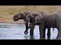 Moving 12 African Elephants From Tembe To Phinda