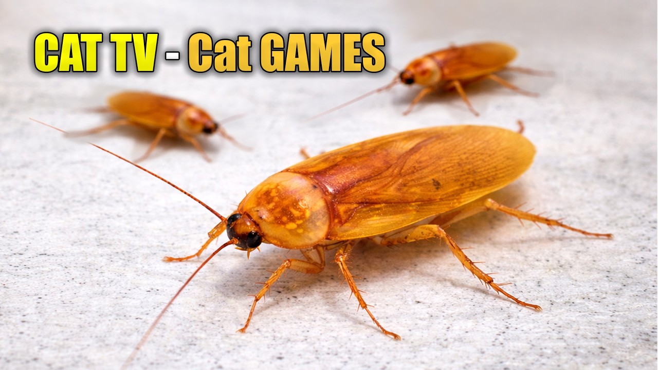 Cat GAMES 🪳 Cockroach Video for Cats to Watch 🪳 Cat TV - YouTube