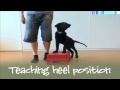 Dog Training Methods | Becoming A Supertrainer Dog Training Methods | Becoming A Supertrainer