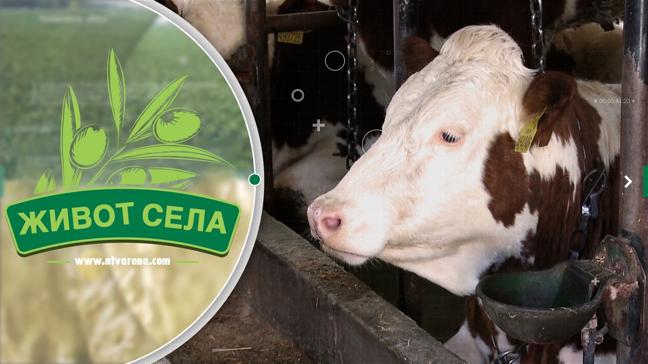 Teška godina za mljekarski sektor: Struka i farmeri traže rješenja