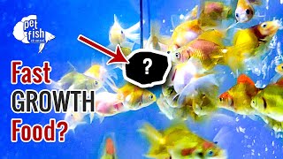 Fish food for fast growth | Steam egg with ???