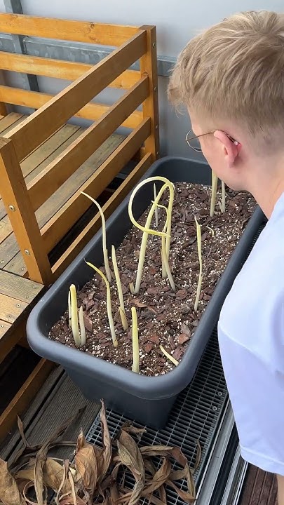 Spargel zu Hause anbauen?! plants pflanzen plantcare pflanze 
