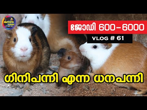 Guinea Pig as a money Pig | ഗിനി പന്നി വിശേഷങ്ങൾ |