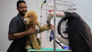 Goldendoodle Puppy First Grooming by Jack Armour 1,280 views 1 year ago 9 minutes, 42 seconds