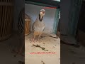 حجل ذكر الصيد ماشاءالله