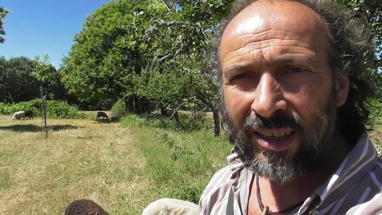 Pelos de punta al lobo, insólito.