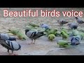 Beautiful Voice of  Playing Birds //Love of Nature//Save Birds//Save Nature//Save animals