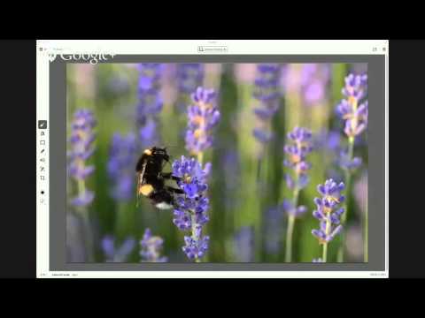 Video: Lavendelpflanzen in Zone 9: Wählen Sie Lavendel für Gärten in Zone 9