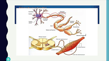 ¿Cuál es el sistema nervioso involuntario?