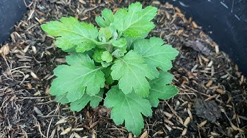 Cúc Mâm Xôi Sau Khi Cơi Đọt Lần Đầu , Chèo Phát Triễn Rất Tốt