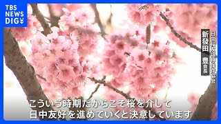 「もう戦争はしてはいけない」旧日本軍の元兵士がはじめた桜の植樹　36年で3万本以上に　中国で見ごろ迎える｜TBS NEWS DIG