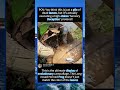 Invisible Frog Ambush! The Secret Sensory Deception Hack Explained#foryou #fyp #animals #funny
