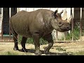 Rhino Female Looks So Beautiful and Loves Water