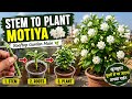 Jasmine Plant Propagation in Pot | Motiya Plant Growing Tips