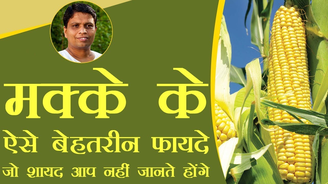 मक्के के ऐसे बेहतरीन फायदे जो शायद आप नहीं जानते होंगे | Acharya Balkrishna