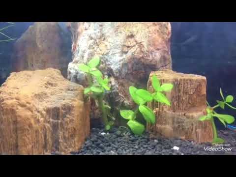 Cá neon sinh sản - Neon Tetra reproduction