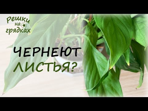 Чернеют листья спатифиллума