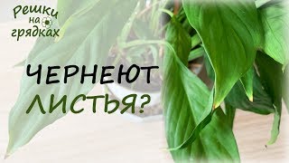 Чернеют листья спатифиллума