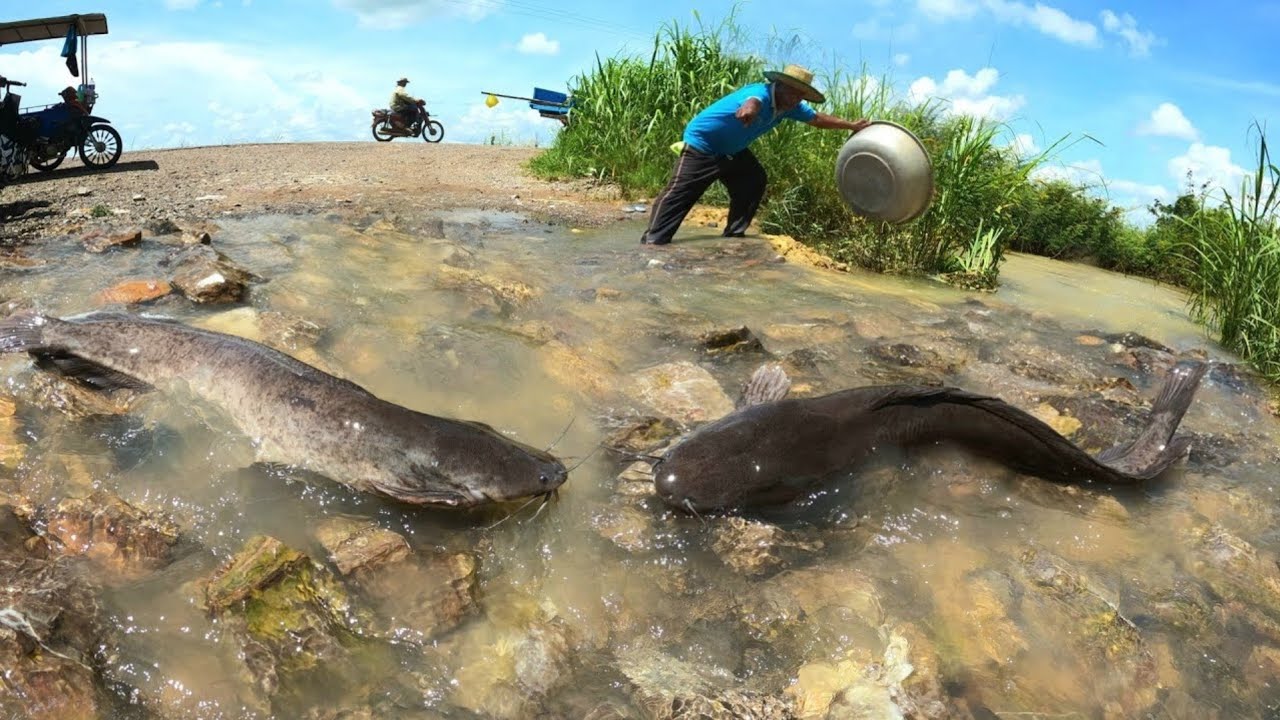 Amazing fishing  ! Catch a lot of fish in the rivers during the flood season.