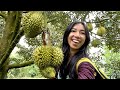 Exotic tropical orchard tour ci b vietnam