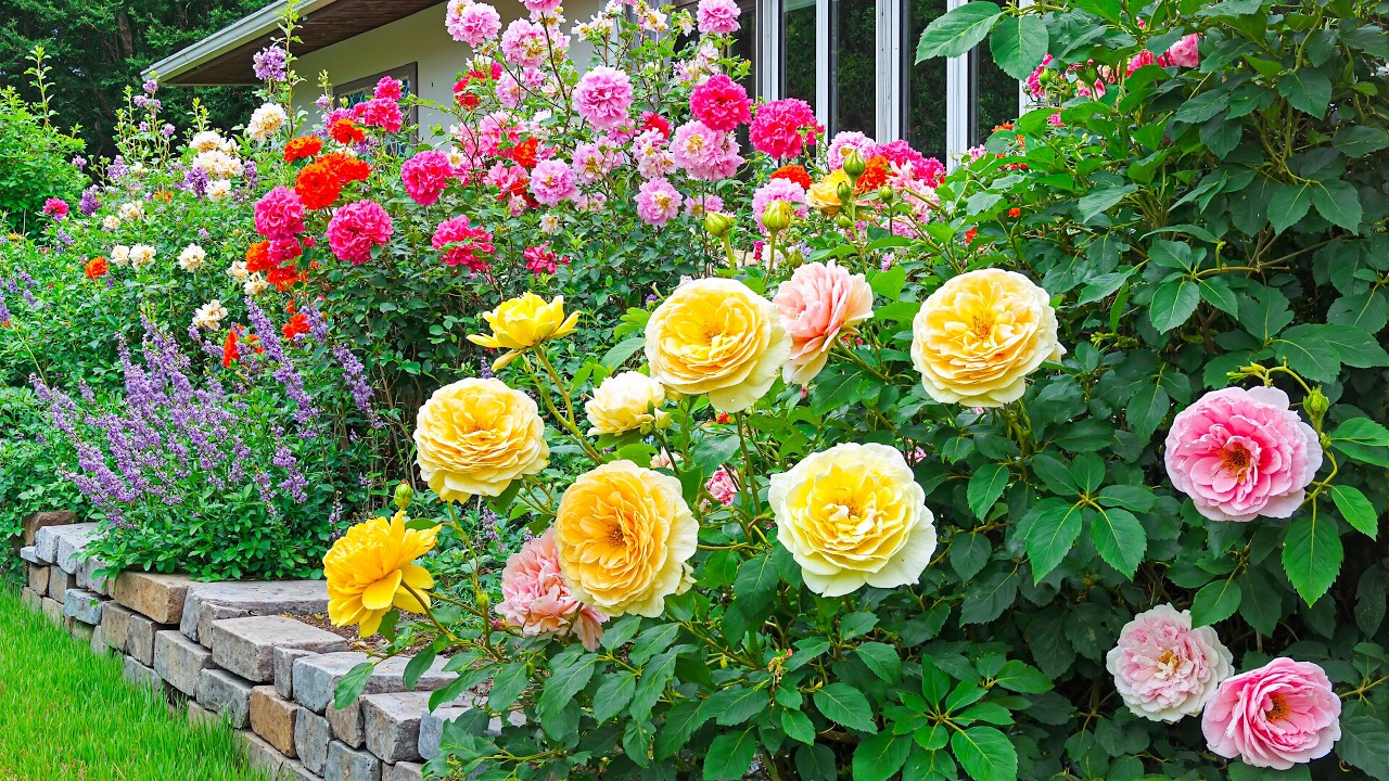 Золотистые и розовые розы в утреннем свете 💛 Место, где мысли успокаиваются и мир расцветает есте...