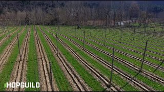 Hop Farming: Pruning, Planting, and Stringing