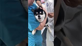 dramatic dog getting his vaccine #vaccine #funnydogs #dramatic #shiba