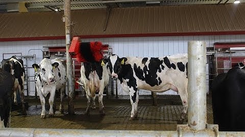 30 Minutes: Robotic Milking Edition - Episode 3