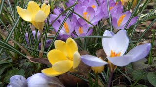 Snowdrops And Crocuses