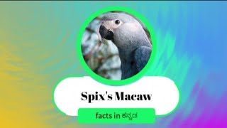 Spix's macaw facts in Kannada | ಸ್ಪಿಕ್ಸ್ ಮಕಾವ್ | spix's macaw care in Kannada Hindi