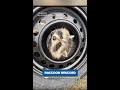 Maduro in court, Commanders take down the Eagles, One 'very angry' raccoon | Morning Minute