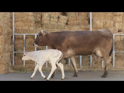 Video: Limuzinli Inəklərin Xüsusiyyətləri