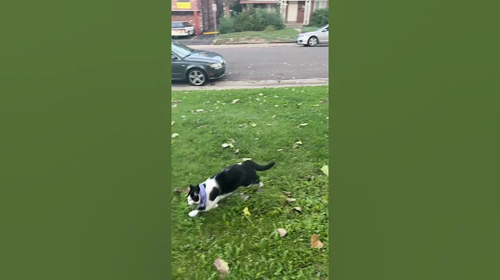 Video 3678191: wild savannah cat serval, serval cat pet, shorthair cat pet, serval house cat wild, european shorthair cat, serval domestic cat, european wild cat chinese