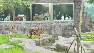 Tiger patient waiting To Catch Fish Angkor Wildlife Aquarium by SKP LIFESTYLE 165 views 4 months ago 1 minute, 33 seconds