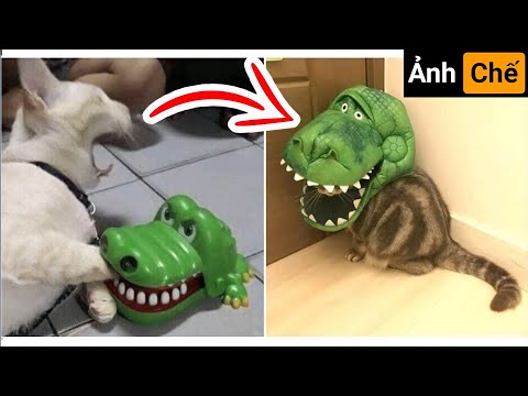 Video Những Hình Ảnh Hài Hước (P 70) Cá Sấu - Mèo - youtube