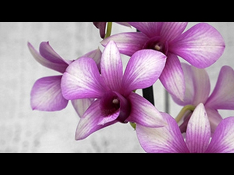 Video: Orhideja Dendrobium Phalaenopsis (23 Fotografije): Opis Cvijeća, Kućna Njega, Metode Uzgoja