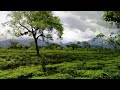 Exploring the tea garden of Jolu #JGEC