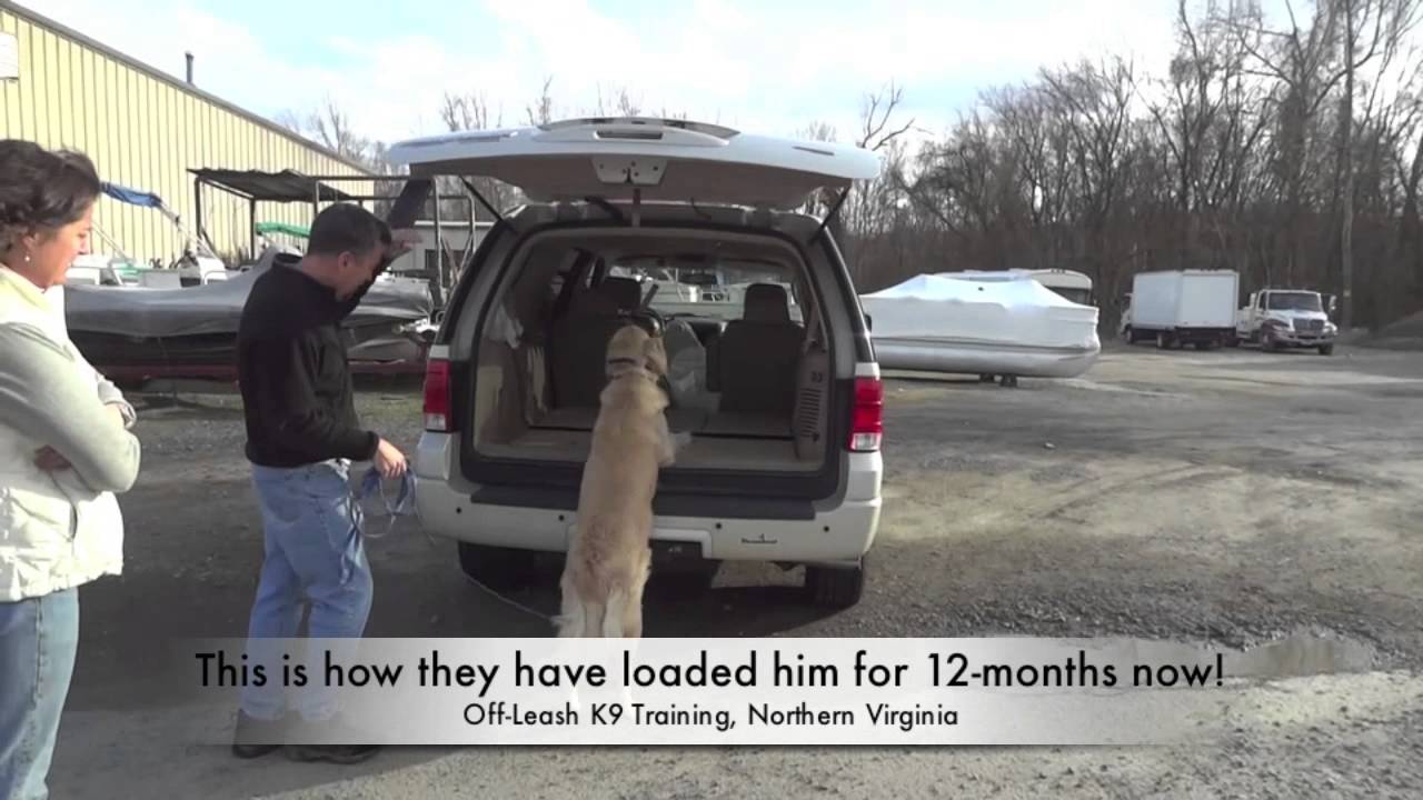 ... in 90 Seconds? Best Dog Training, Northern Virginia, DC, MD - YouTube