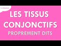 Les tissus conjonctifs proprement dits  histologie