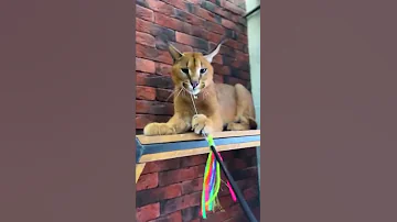 Характеры каракалов: ласковые или злые большие кошки? 😸