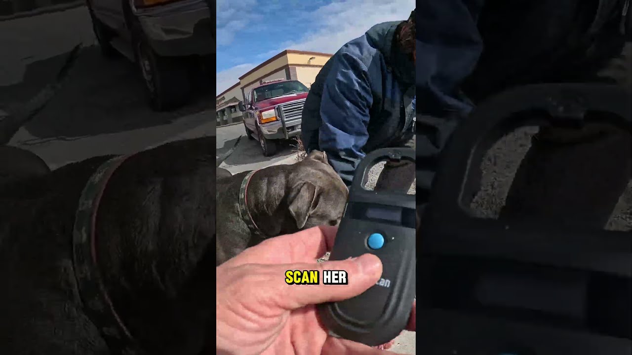 Lost Dog Reunited With Owner In EMOTIONAL Moment