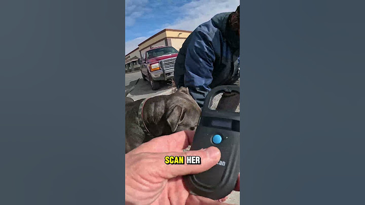 Lost Dog Reunited With Owner in EMOTIONAL Moment