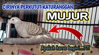 ciri perkutut katuranggan mujur