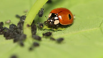Was braucht ein Marienkäfer zum Leben?