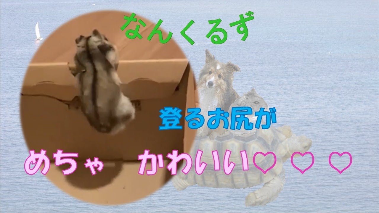 【登り方】肉眼ではわからないハムスターの登り方をじっくり見てみました #登る #ハムスター #シェルティー