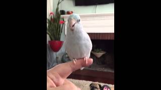 Download Lagu Burung Beo Kecil Berkicau MP3