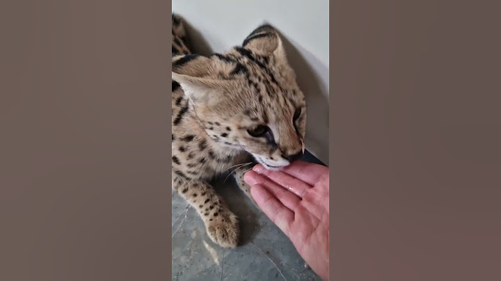 Watch the video about Serval cat eating chicken | big cats | #petsofyoutube #cat #ytshorts #shorts #viral